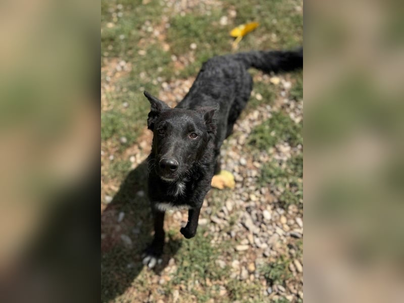 MIMA❤️soziales, kuscheliges und verspieltes Kroat.Schäfi-Mix-Mädchen sucht ihre Familie