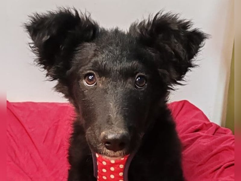 Bailey ❤️ verschmuste, liebe Kroat. Schäfi-Mix Fellnase