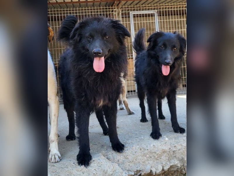 GORDI❤️liebes, verschmustes kroat. Schäferhund-Mix-Mädel