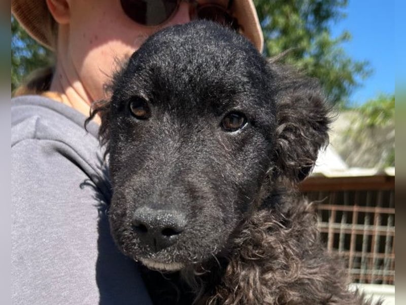 Flynn ❤️ offener, verspielter Kroat. Schäfi-Mix Rüde