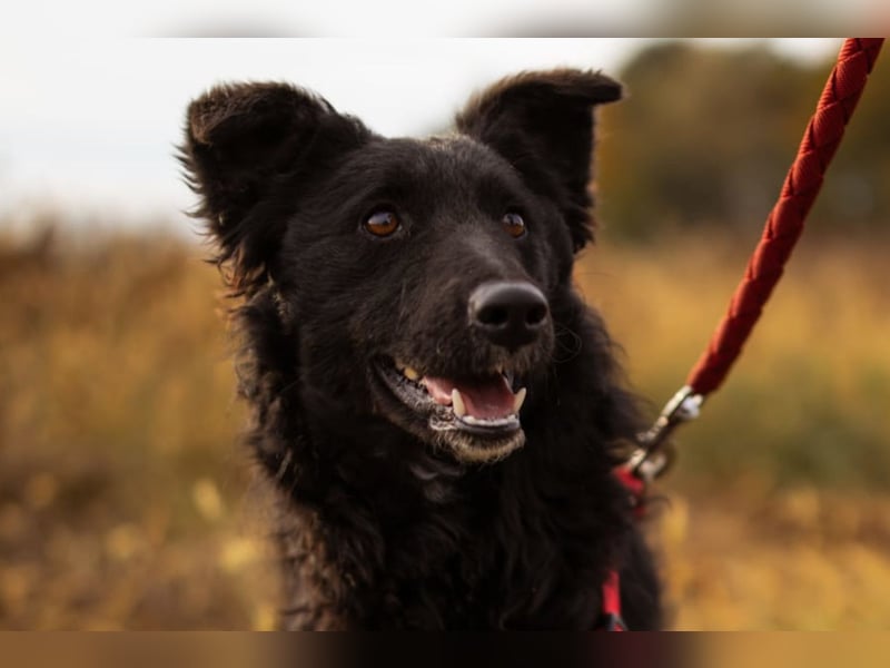 Bailey ❤️ verschmuste, liebe Fellnase Bailey ❤️ verschmuste, liebe Fellnase