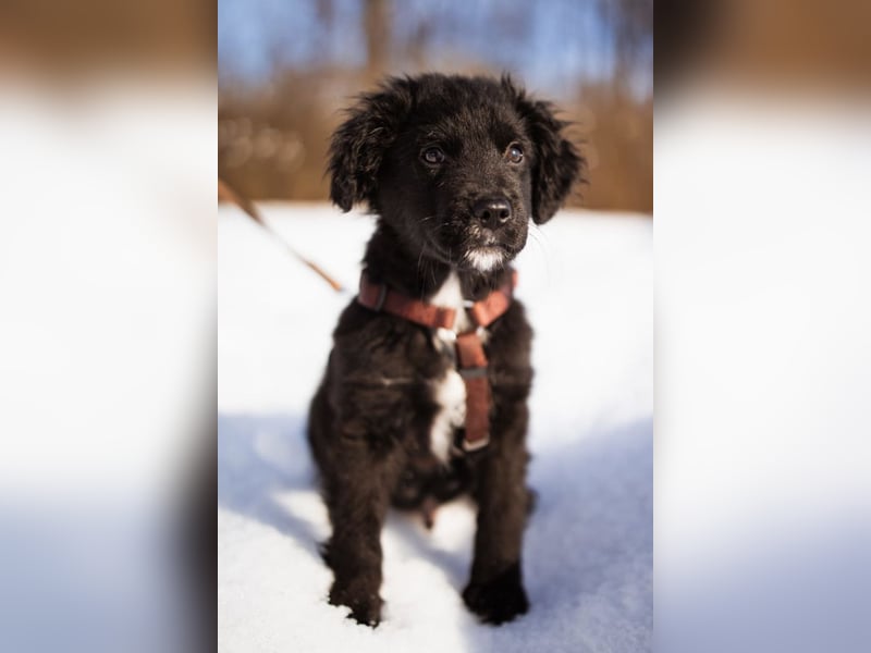 Frka ❤️ so fröhlicher, junger Hundebub!