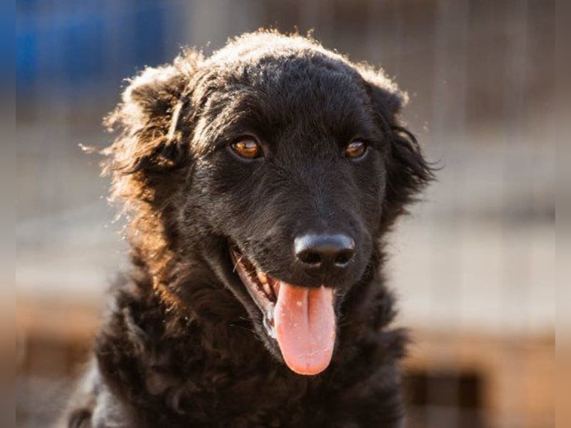 Crazy ♥Chandler♥ aktiv, klug, freundlich Crazy ♥Chandler♥ aktiv, klug, freundlich