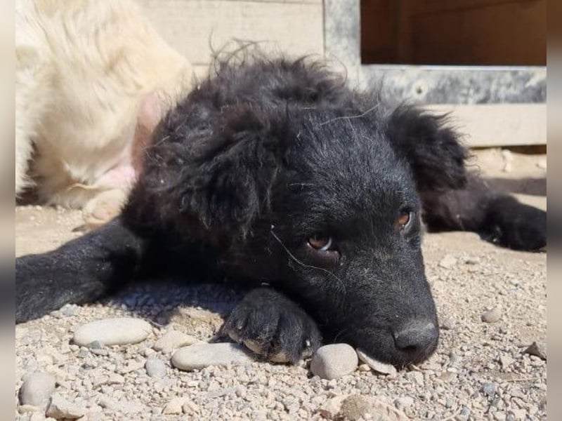 GORDI❤️liebes, verschmustes kroat. Schäferhund-Mix-Mädel