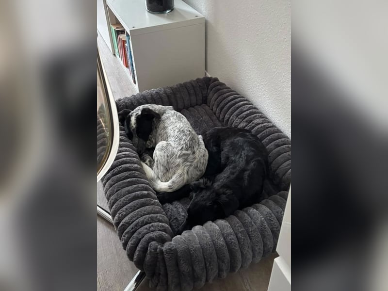 Herzchen Enya ❤️ wartet in 04157 Leipzig auf dich