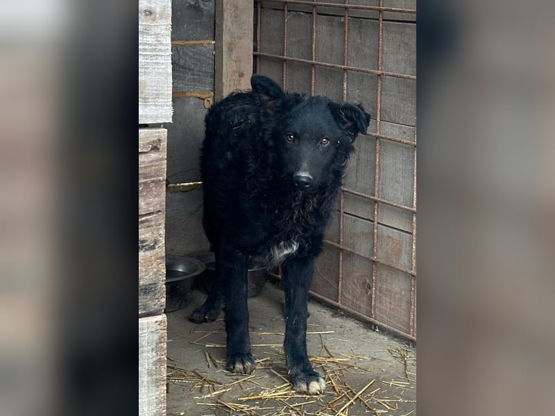 CHI CHI❤️sanfter, feinfühliger Hundebub sucht Liebe und seine Familie!