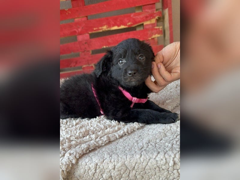 ♥Jasmina♥ zarte Welpin sucht ihre Familie