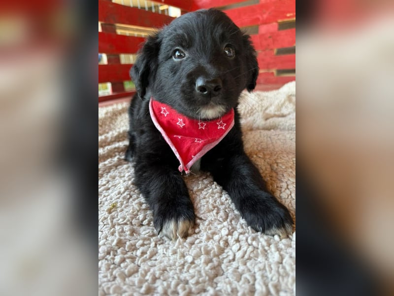 Levi ❤️ neugieriger, so lieber Welpenbub