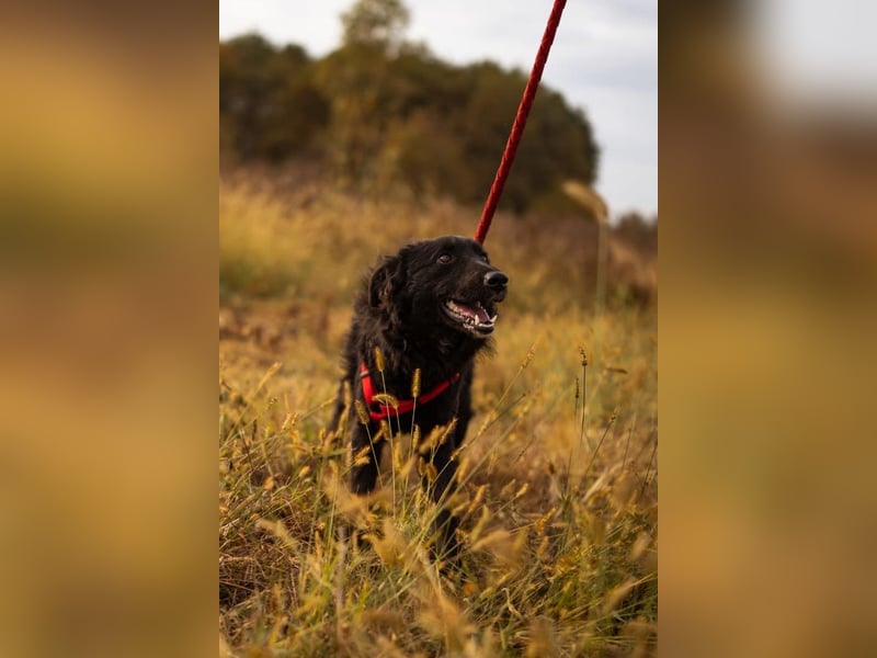 Bailey ❤️ verschmuste, liebe Kroat. Schäfi-Mix Fellnase