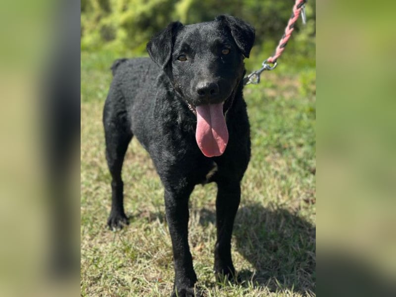 Feiner, kleiner Rüde Bono ❤️ Jagdterrier- und Kroatischer Schäfi-Mix