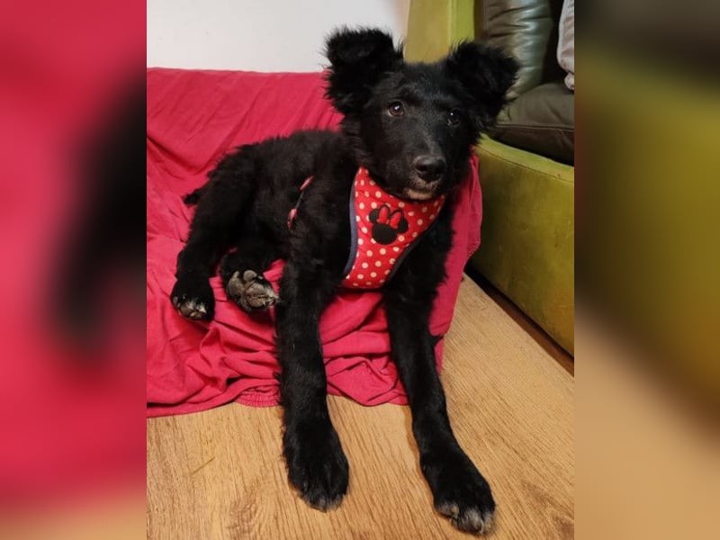 Bailey ❤️ verschmuste, liebe Kroat. Schäfi-Mix Fellnase