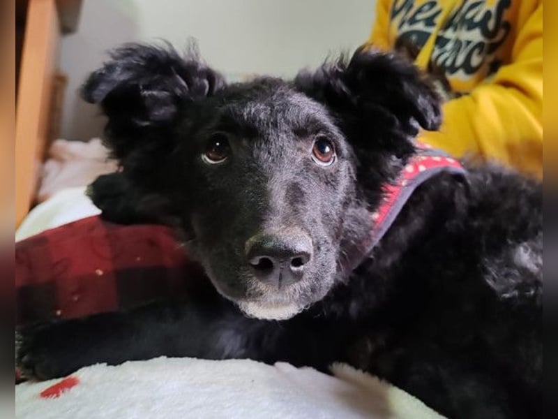 Bailey ❤️ verschmuste, liebe Kroat. Schäfi-Mix Fellnase