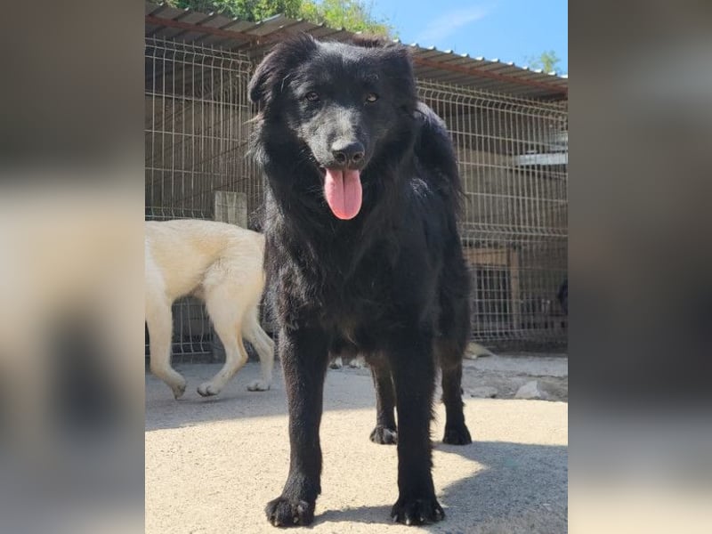 Duke ❤️ aktiver, verschmuster Kroat. Schäferhund-Mix-Rüde!