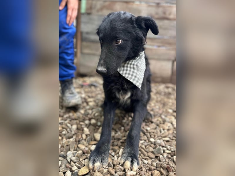 CHI CHI❤️sanfter, feinfühliger Hundebub sucht Liebe und seine Familie!