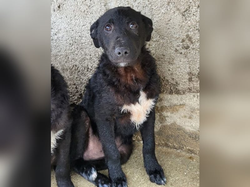 Felix ❤️ froher, süßer, aktiver Mix-Bub!