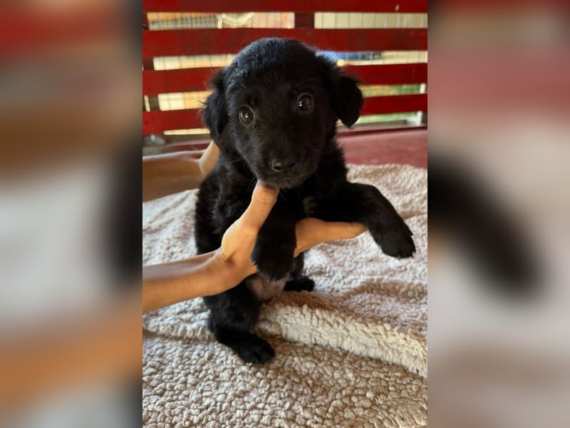 Lupo ❤️ so zuckersüßer, aktiver Welpenbub