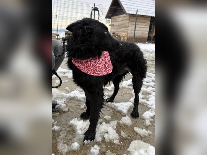 Ayla ❤️ liebe, sensible junge Hundedame