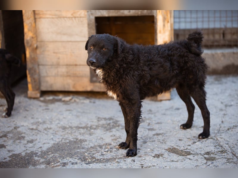 Flynn ❤️ offener, verspielter Kroat. Schäfi-Mix Rüde