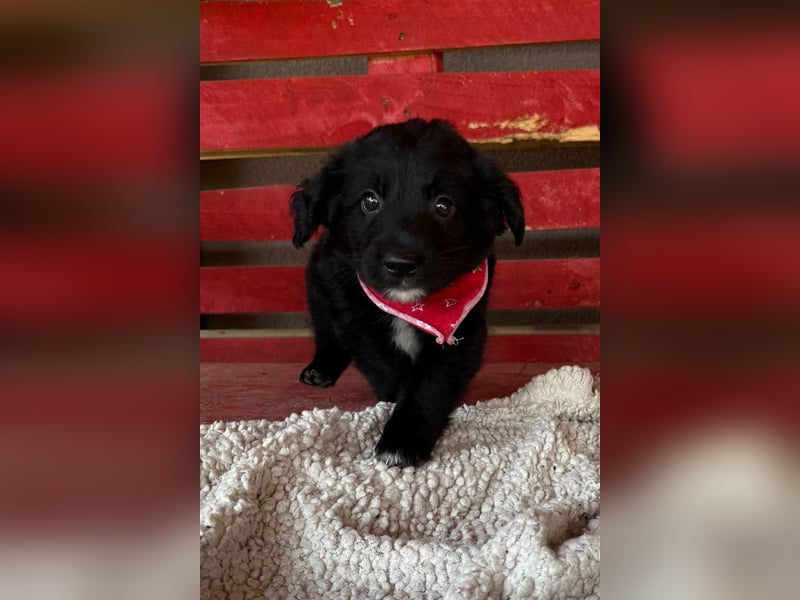 Levi ❤️ neugieriger, so lieber Welpenbub