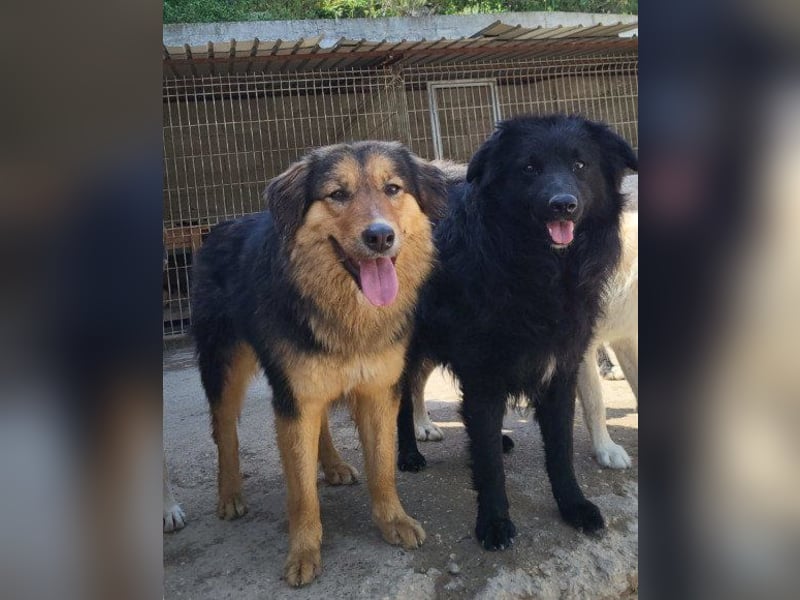 GORDI❤️liebes, verschmustes kroat. Schäferhund-Mix-Mädel
