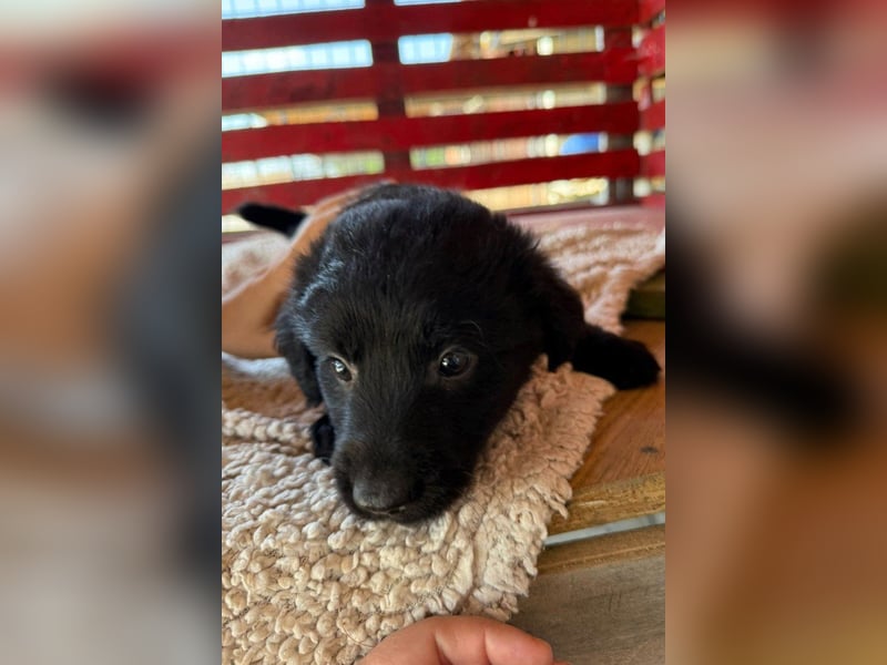 Little ♥Lenny♥ sucht seine treue Familie