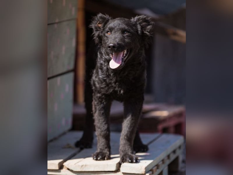 Jungrüde Chandler ♥️ aktiv, klug, freundlich