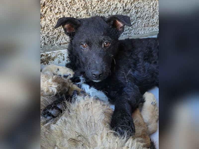 Archie ❤️ so froher, aktiver Hundebub