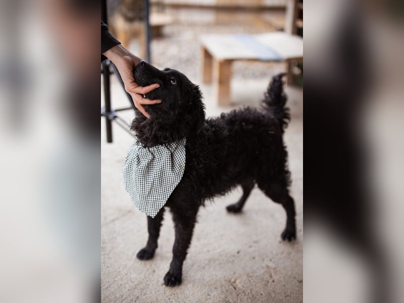 Kroat.Schäferhund LUCKY❤️bezaubernder Kuschelbär mit Köpfchen