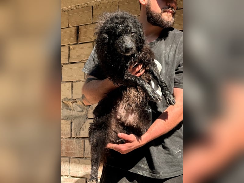 Flynn ❤️ offener, verspielter Kroat. Schäfi-Mix Rüde