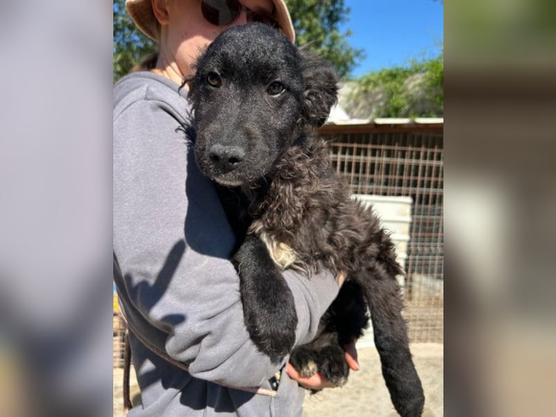 Flynn ❤️ offener, verspielter Kroat. Schäfi-Mix Rüde