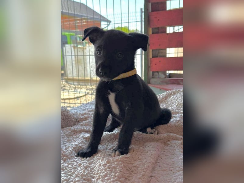 Lino ❤️ neugieriger, schmusiger Welpenbub