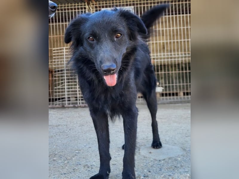 Duke ❤️ aktiver, verschmuster Kroat. Schäferhund-Mix-Rüde!