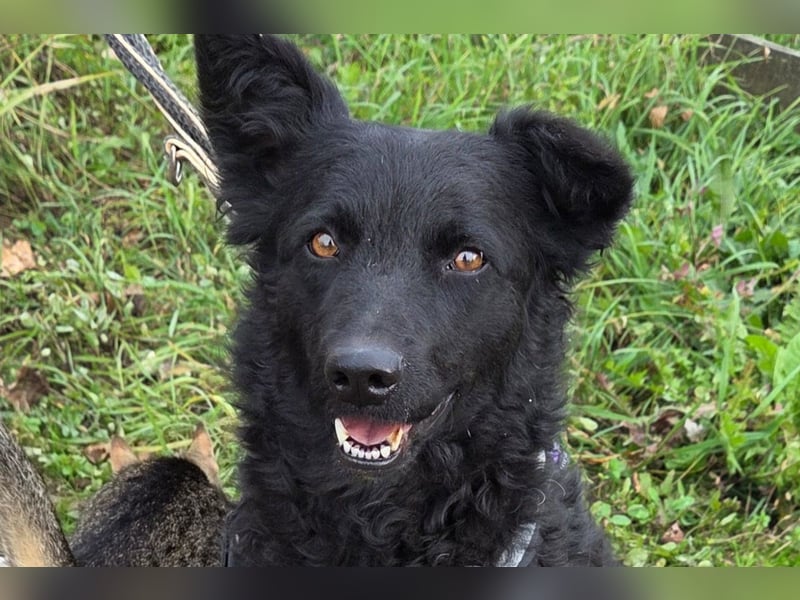 Fellschatz Milly liebt auch Katzen