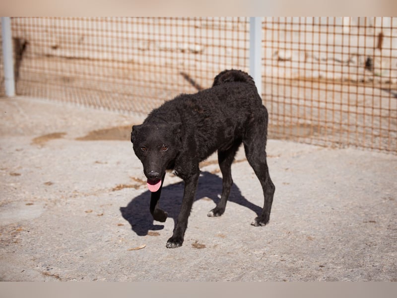 Felix ❤️ froher, süßer, aktiver Mix-Bub!