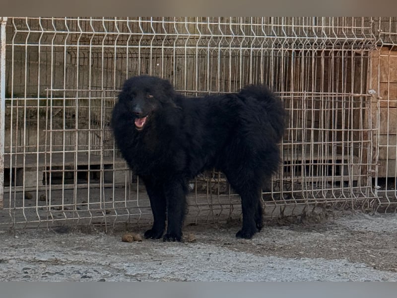 Duke ❤️ aktiver, verschmuster Kroat. Schäferhund-Mix-Rüde!