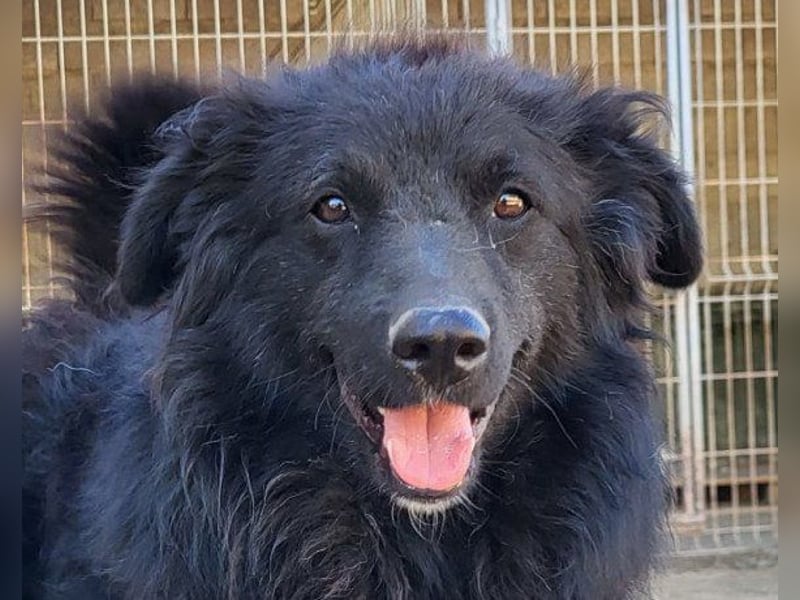 GORDI❤️liebes, verschmustes kroat. Schäferhund-Mix-Mädel