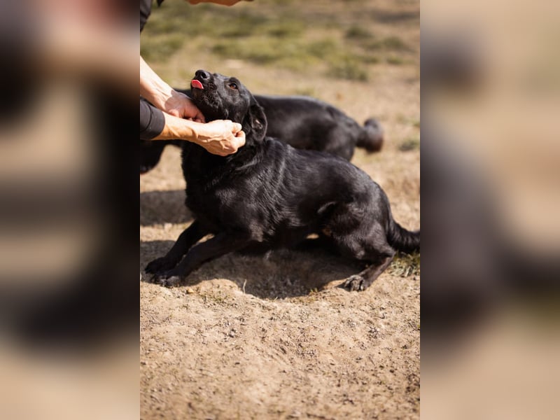 Klara ❤️ frohe, temperamentvolle Kroat. Schäfi-Mix Hündin!