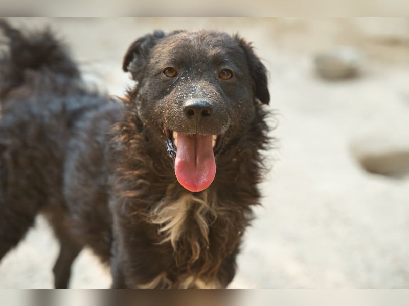 Flynn ❤️ offener, verspielter Kroat. Schäfi-Mix Rüde