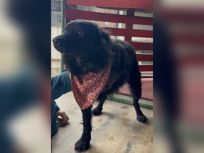 Liebe, junge ♥Lyra♥ kleine, sanfte zauberhafte Seele