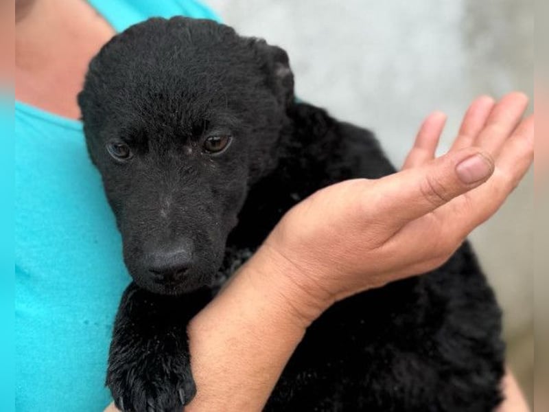 Vinn ❤️ schmusiger, süßer Bub sucht Liebe Vinn ❤️ schmusiger, süßer Bub sucht Liebe