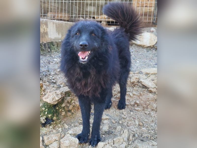 LENZI❤️unser kroat. Schäferhund-Mix-Rüde ist ein wahrer Sonnenschein!