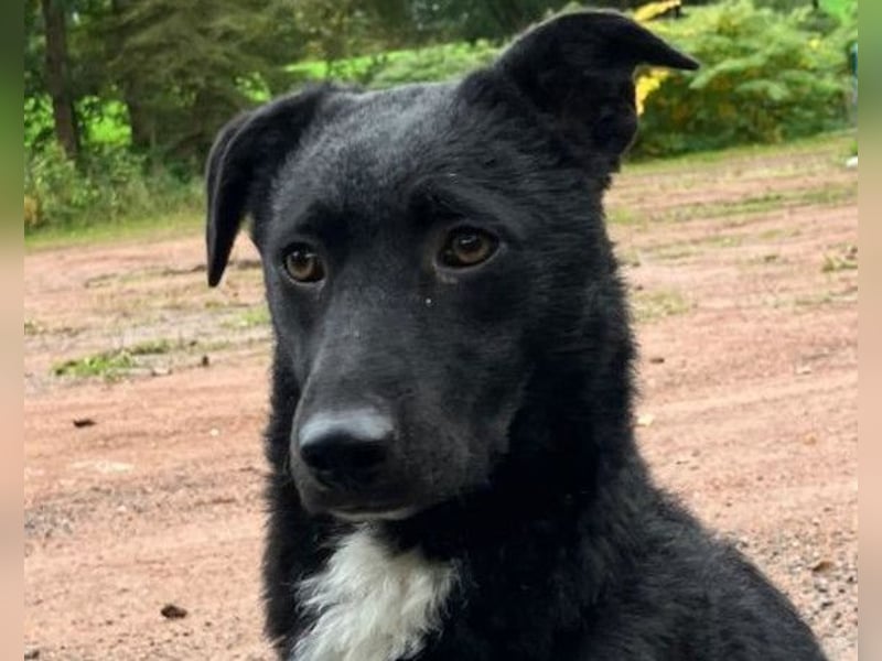 Elsie ❤️ wartet in 09648 Mittweida