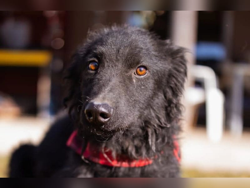 CHI CHI❤️sanfter Kroat. Schäfi-Mix-Bub sucht Liebe und seine Familie!
