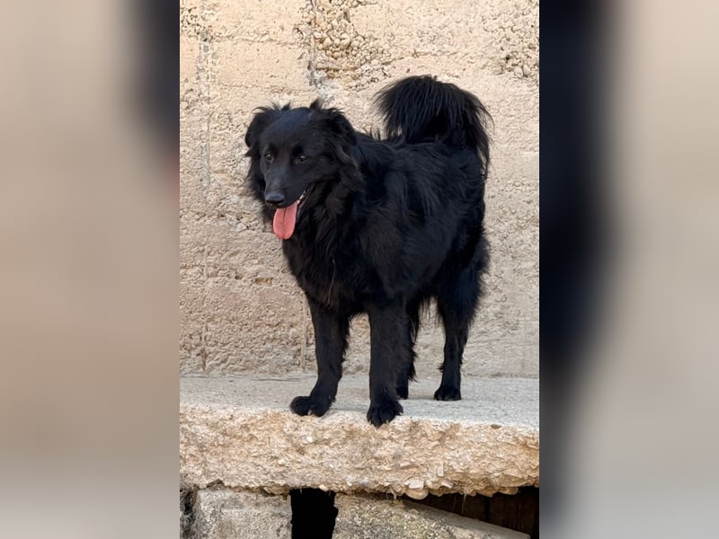 Duke ❤️ aktiver, verschmuster Kroat. Schäferhund-Mix-Rüde!