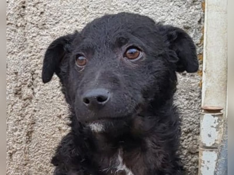 Archie ❤️ so froher, aktiver Kroat. Schäfi-Mix Bub