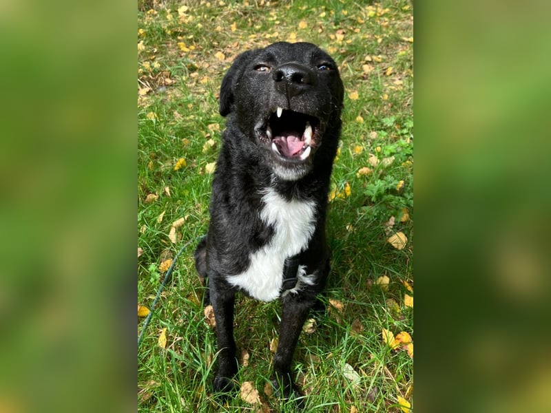 Elsie ❤️ wartet in 09648 Mittweida