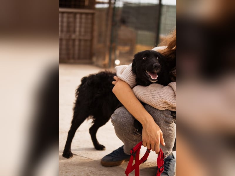 Bailey ❤️ verschmuste, liebe Fellnase Bailey ❤️ verschmuste, liebe Fellnase