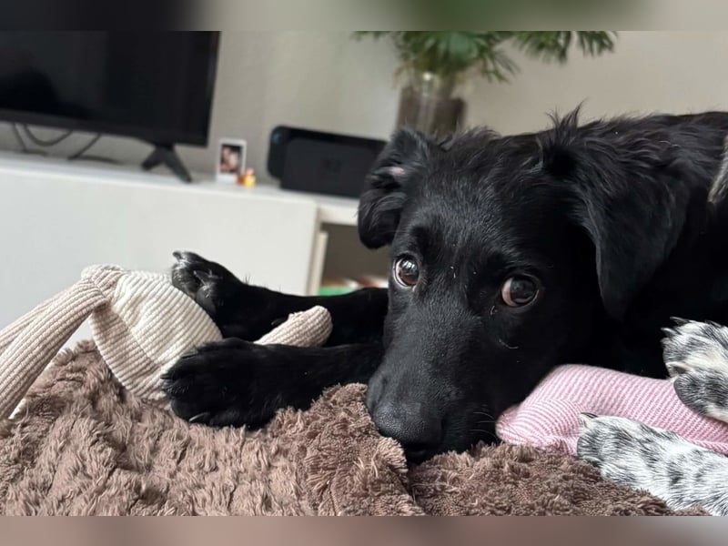Herzchen Enya ❤️ wartet in 04157 Leipzig auf dich