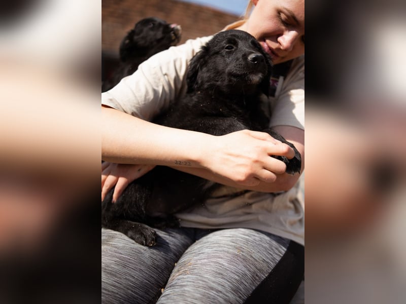 Levi ❤️ neugieriger, so lieber Welpenbub