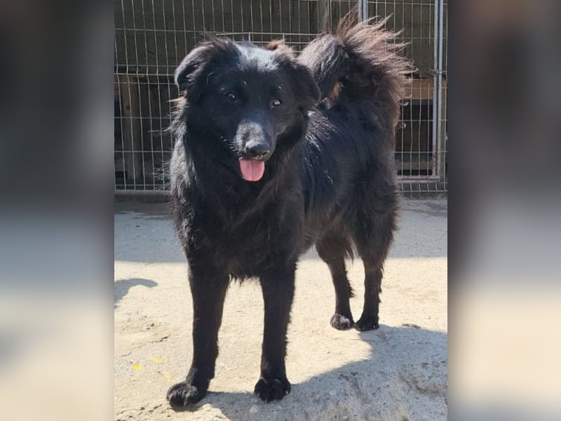 Duke ❤️ aufgeweckter, junger Kroat. Schäferhund-Mix-Bub!
